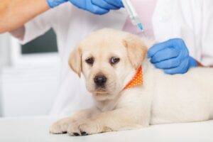 Veterinário aplicando vacina em um filhote de Labrador.
