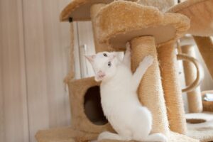 Gato branco afiando as unhas no arranhador.