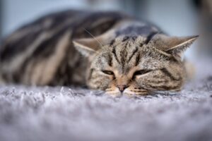 Gato doente, com orelhas baixas, sentindo dor.