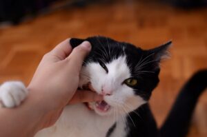 Gato mordendo a mão de uma pessoa que tenta acariciá-lo.