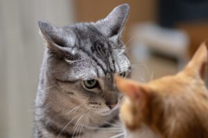 Gatos se encarando com desconfiança.