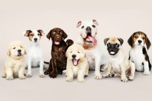 Grupo de filhotes de cachorro.