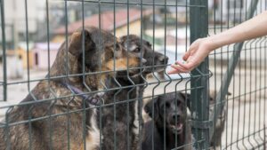 Pessoa perto de uma cerca com cachorros.