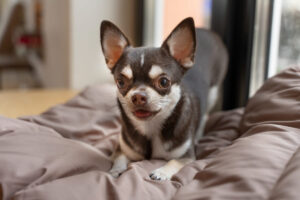 Cachorro Chihuahua no sofá.