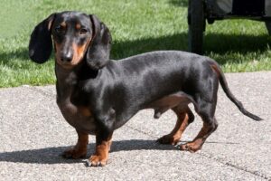 Cachorro da raça Dachshund na calçada.