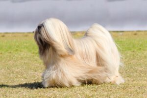 Cachorro da raça Lhasa Apso andando na grama.