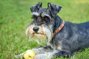 Cachorro da raça Schnauzer deitado na grama com sua bola.