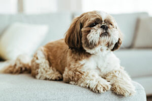 Cachorro da raça Shih Tzu deitado no sofá.