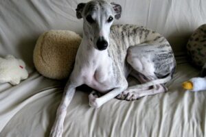 Cachorro da raça Whippet deitado no sofá com seus brinquedos.
