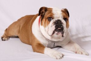 Buldogue Inglês deitado no sofá.
