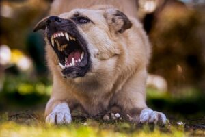 Cachorro agressivo, com boca aberta, em posição de ataque.