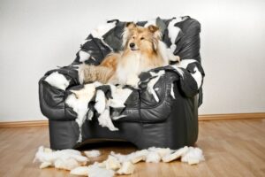 Cachorro deitado em poltrona preta toda rasgada.