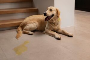 Cachorro deitado próximo a uma poça de xixi.
