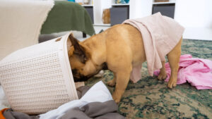 Cachorro fazendo bagunça, mexendo no cesto de roupa.