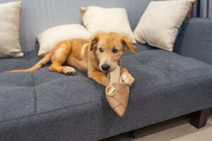 Cachorro deitado no sofá, mordendo sapato feminino.