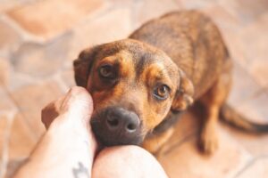 Cachorro com orelhas baixas, olhando para uma pessoa.
