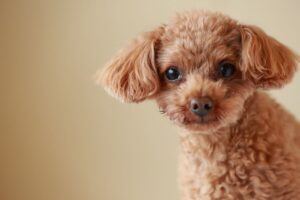 Cachorro da raça Poodle Toy de pelagem marrom.