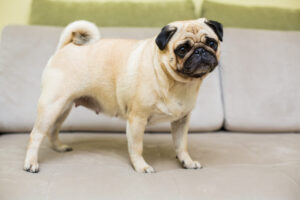 Cachorro da raça Pug em pé no sofá.