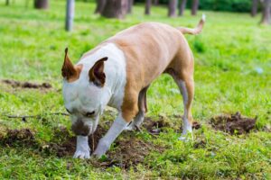 Cão cavando buraco na grama.
