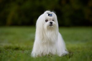Cachorro da raça Maltês sentado na grama.