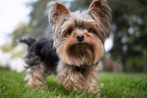 Cachorro da raça Yorkshire Terrier.