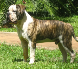 Buldogue Campeiro