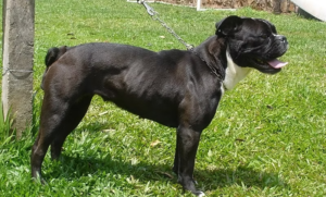 Raças Caninas Brasileiras: Buldogue-Serrano.