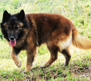 Raças Caninas Brasileiras: Pastor da Mantiqueira.