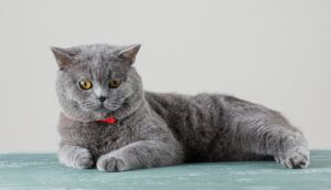 Gato da raça British Shorthair deitado.