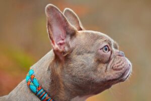 Raças Braquicefálicas: Bulldog Francês.