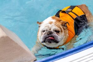 Todo Cachorro Sabe Nadar? Bulldog Inglês com colete nadando na piscina.