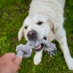 7 Brincadeiras para Manter Seu Cão Ativo.