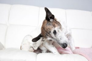 Cachorro com cabeça inclinada coçando a orelha, em cima do sofá.