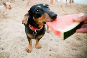 Dicas para Proteger Seu Pet no Verão: Cachorro da raça Dachshund comendo melancia na praia.