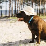 Dicas para Proteger Seu Pet no Verão.