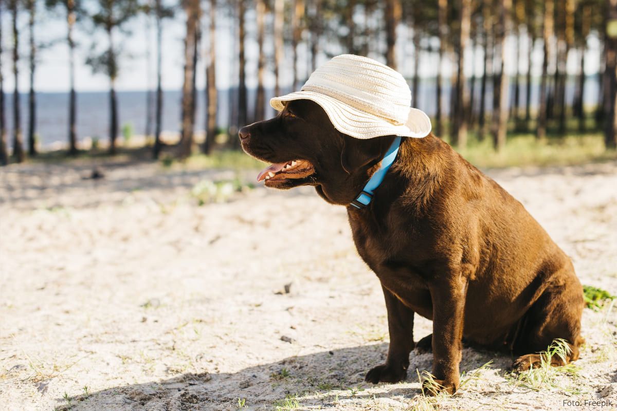 Dicas para Proteger Seu Pet no Verão.