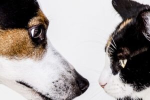 Cachorro e gato se encarando.