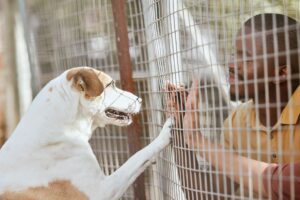 Pets e Inclusão Social: Homem olhando cachorro no abrigo de animais.