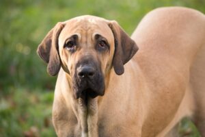 Cachorro Fila Brasileiro.