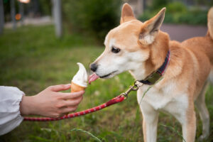 Cachorro lambendo sorvete oferecido por uma mulher.