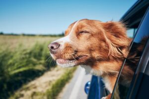 Cachorro com cabeça para fora da janela do carro.