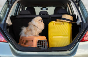 Cachorro na mala do carro pronto para viajar.