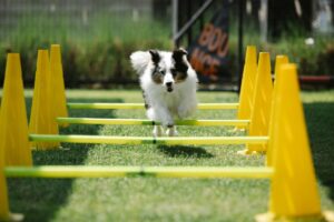 Cachorro pulando obstáculos com barras e cones.