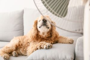 Dicas para Proteger Seu Pet no Verão: Cachorro no sofá se refrescando no ventilador.