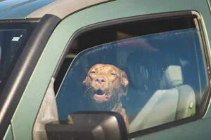 Cachorro sozinho dentro do carro quente.