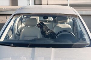 O que evitar: Cachorro sozinho no carro.