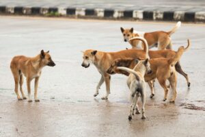 Vários cachorros de rua.