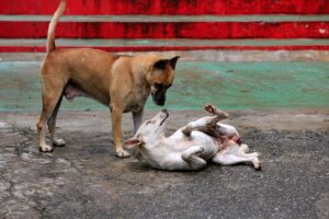 Cadela no cio, deitada no chão, com cachorro próximo a ela.