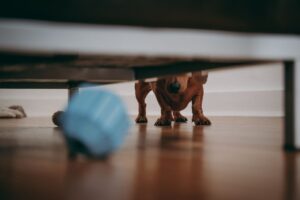 Cachorro achando brinquedo embaixo do móvel.