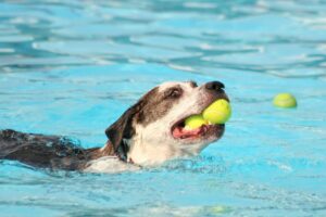 Cachorro na piscina com bolas na boca.